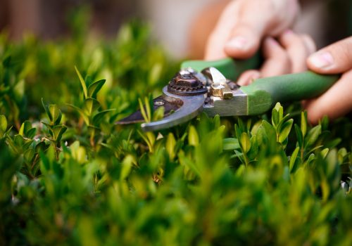 young-florist-taking-care-flowers-hands-close-up